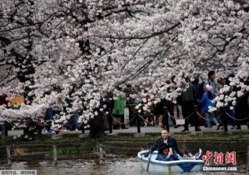 【综合】福岛灾区樱花盛开 当地居民身着防护服留影